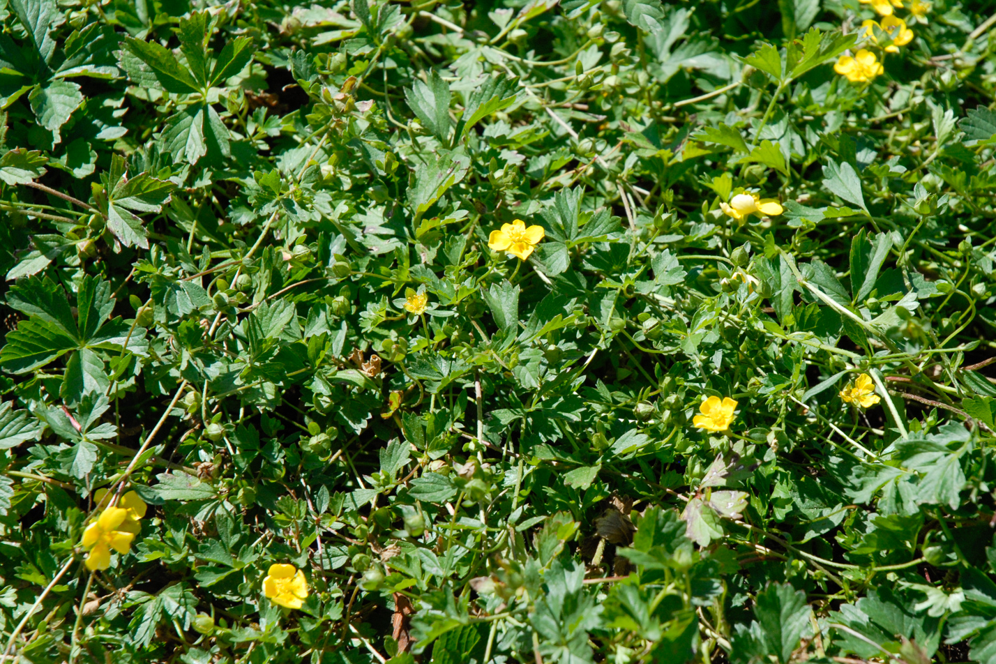 Creeping Cinquefoil